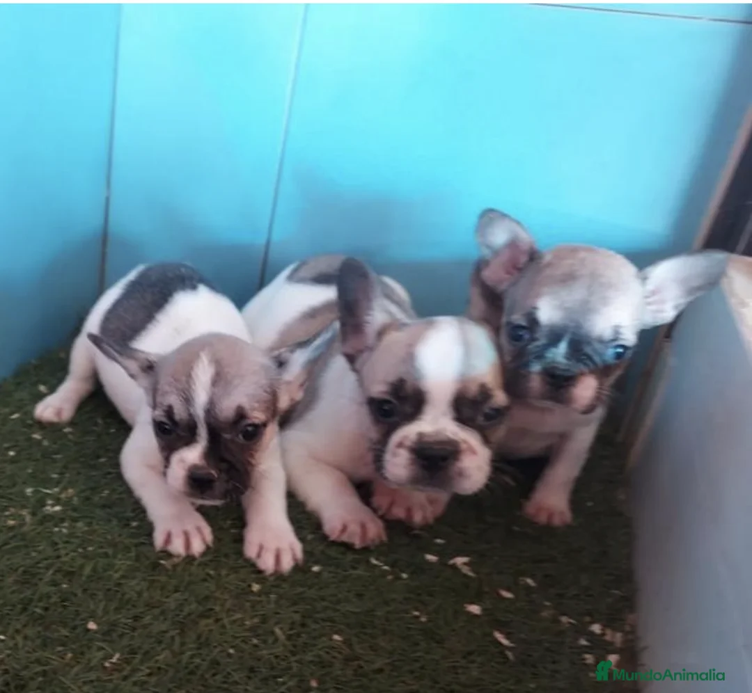 Bulldog Francés perros en venta: CAMADA DE BULLDOG FRANCES en Madrid - Anuncio 1