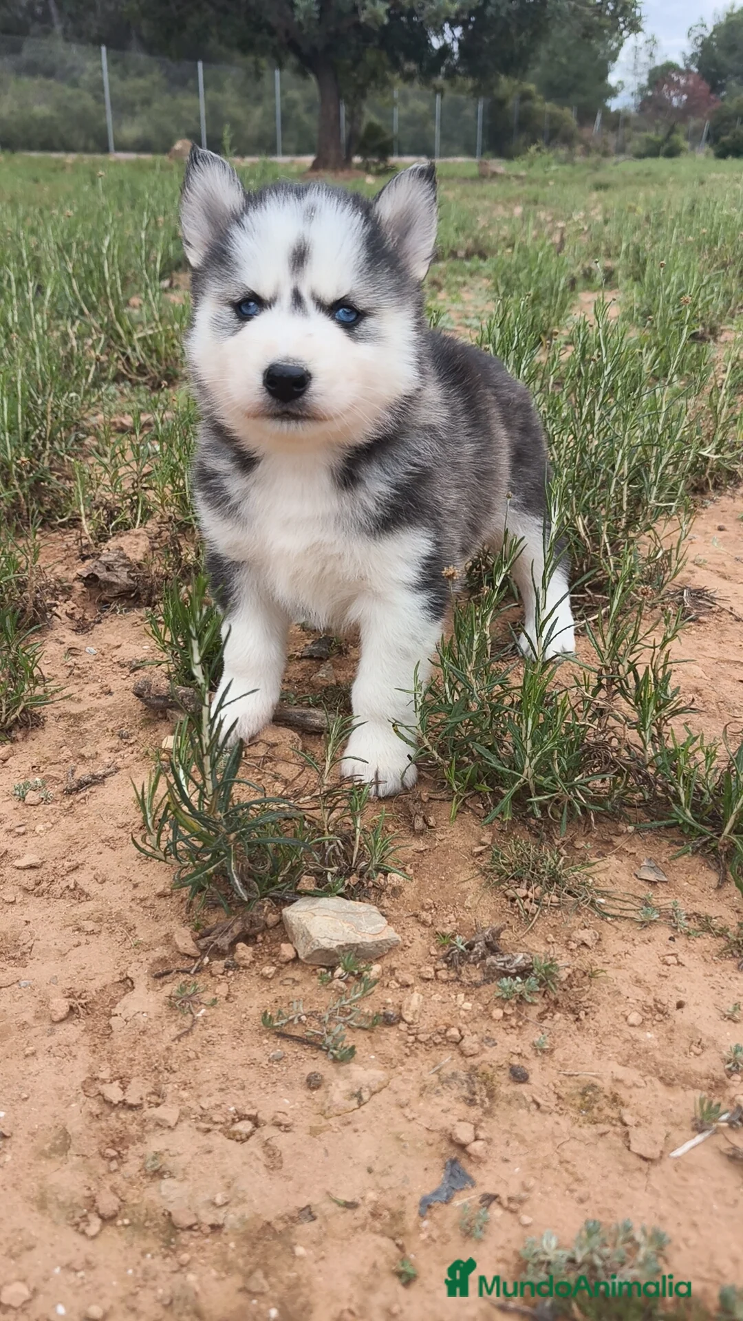 Husky Siberiano perros en venta: Husky SIBERIANO Macho y Hembra  - Anuncio 2