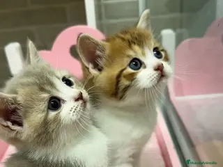 Británico de Pelo Corto gatos British y Scottish gatitos - Anuncio 2