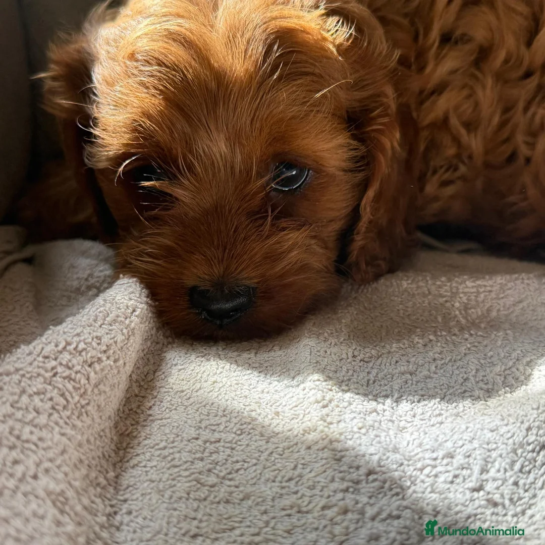 Cavapoo perros en venta: Camada cachorros raza Cavapoo en Granada - Anuncio 5