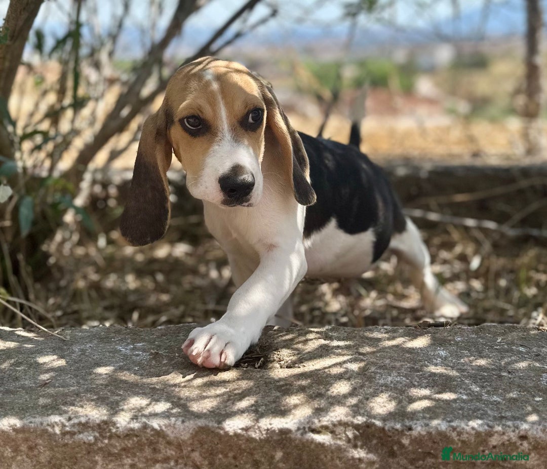 Beagle perros en venta: Beagle tricolor  - Imagen 5