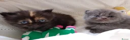 Exótico de Pelo Largo gatos en venta: Gatitos persa himalayo  - Anuncio 15