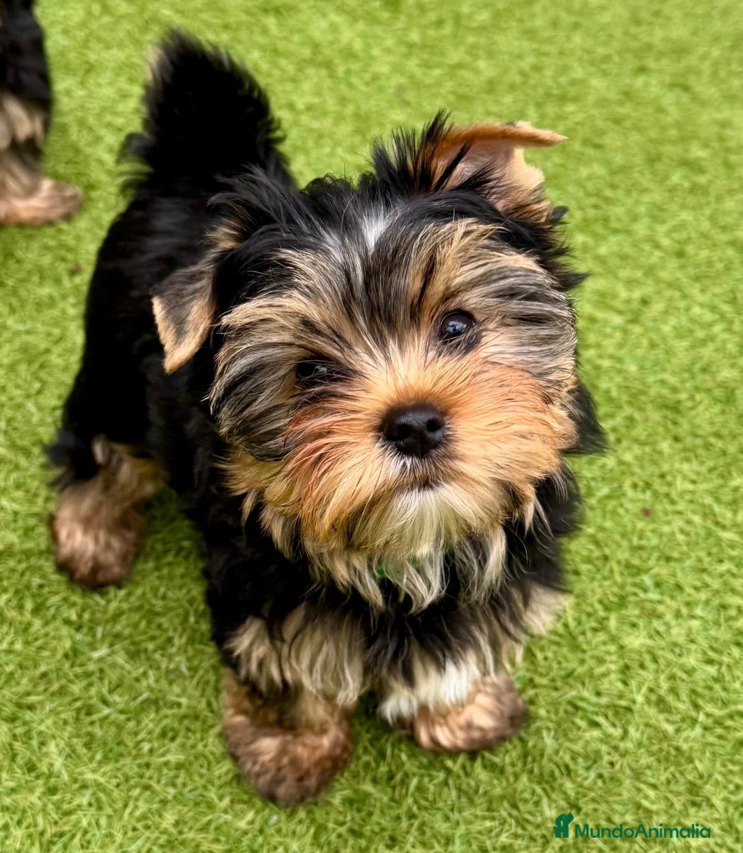 Yorkshire Terrier perros YORKSHIRE CACHORROS  - Anuncio 1
