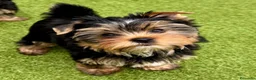 Yorkshire Terrier perros en venta: YORKSHIRE CACHORROS  - Anuncio 1