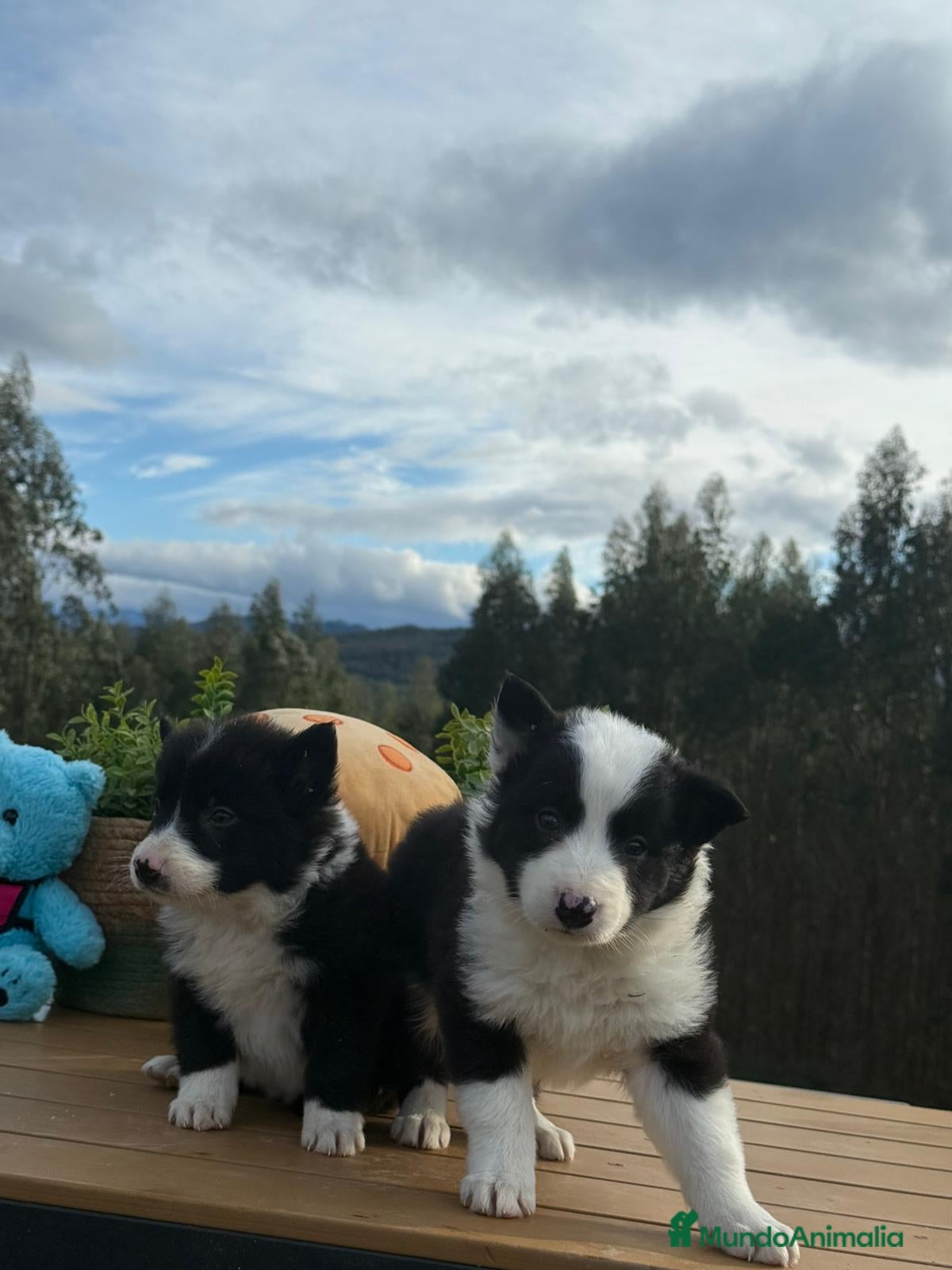 Border Collie perros Border collie - Anuncio 2