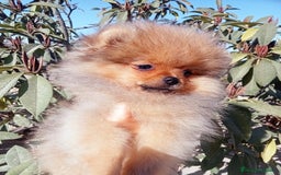 Pomerania perros en venta: Camada de pomerania naranja y negro y fuego  - Imagen 1