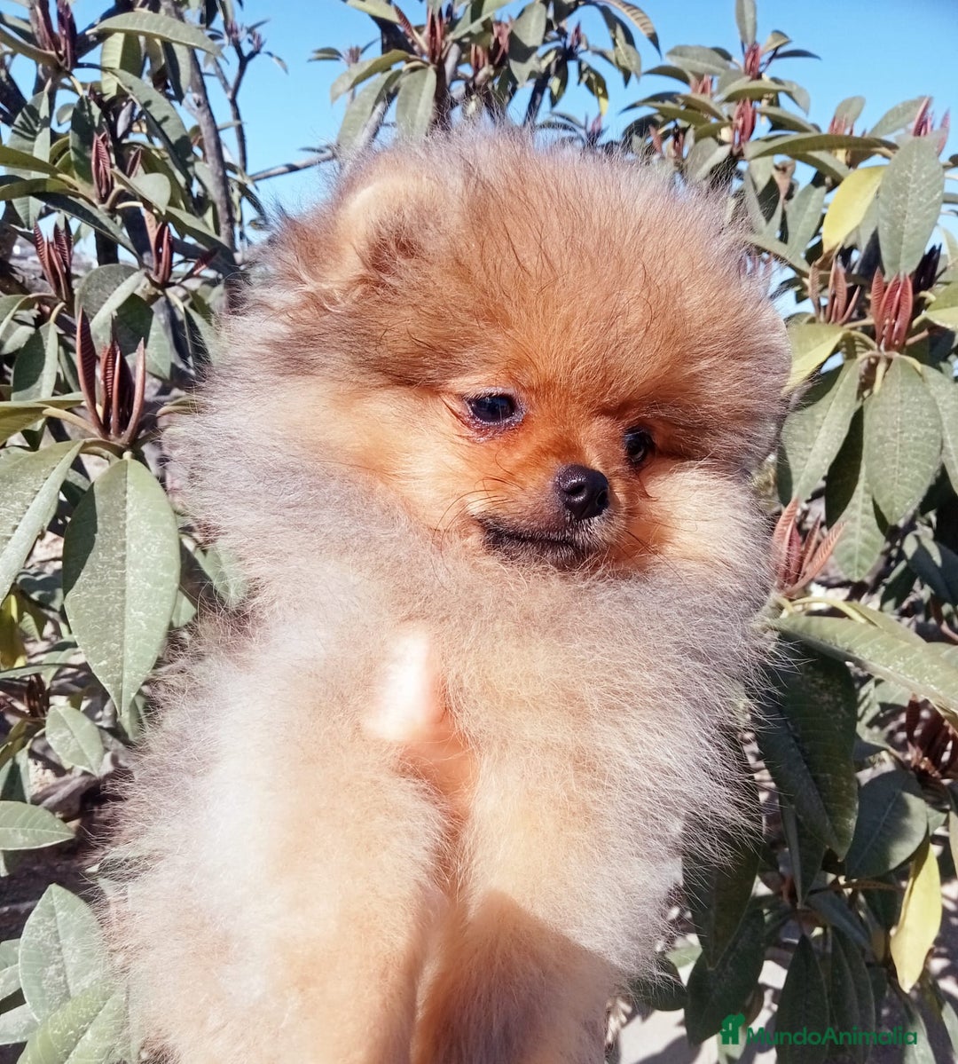 Pomerania perros en venta: Camada de pomerania naranja y negro y fuego  - Imagen 1