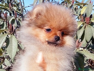 Pomerania perros - Anuncio 2