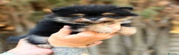 Pomerania perros en venta: Pomerania  cara oso  - Anuncio 3