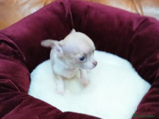 Chihuahua perros Chihuahua toy - Anuncio 30