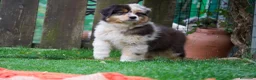 Pastor Australiano perros en venta: Cachorros Pastor Australiano - Anuncio 4
