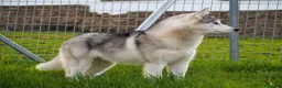 Husky Siberiano perros en venta: HUSKY SIBERIANO  - Anuncio 4