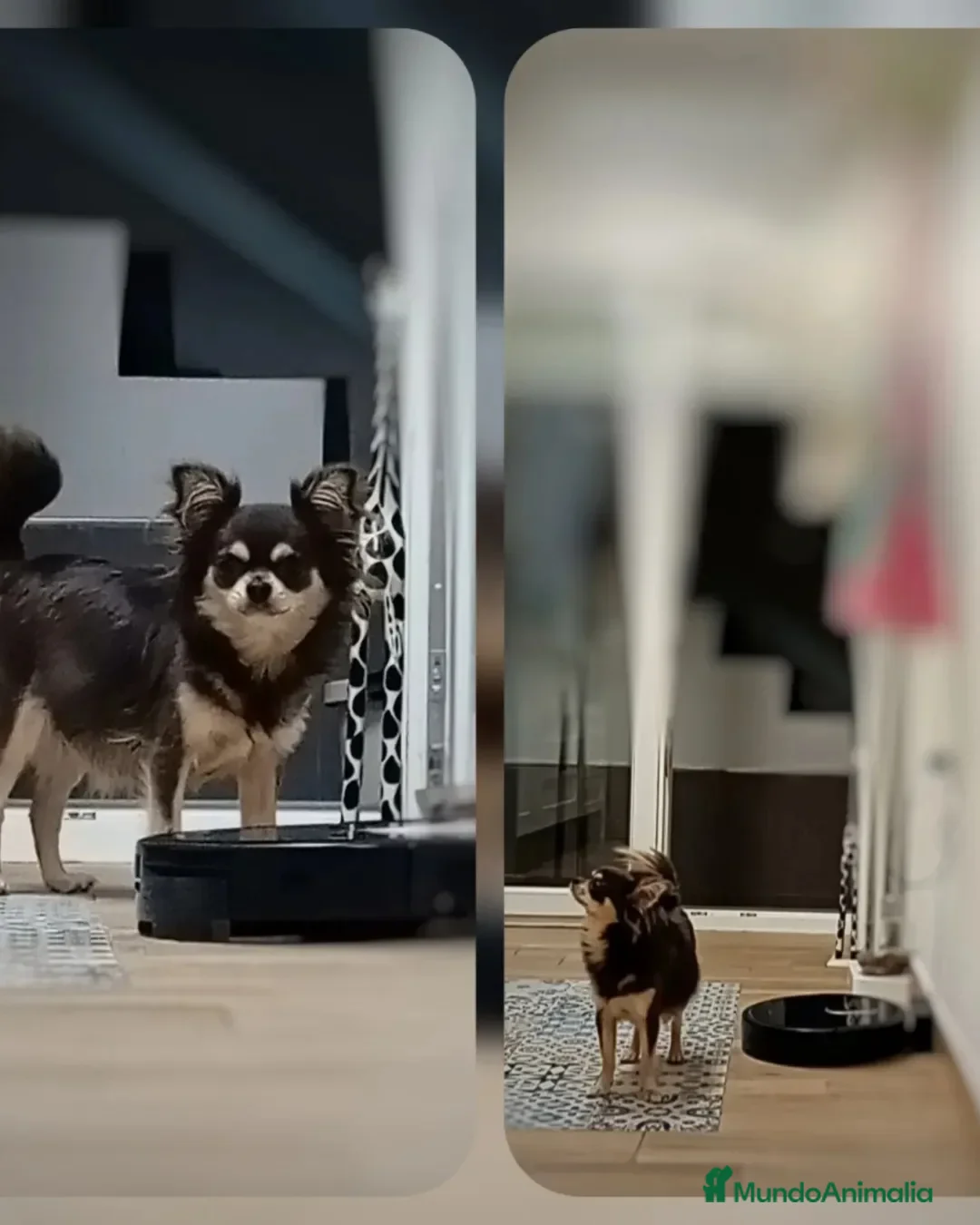 Chihuahua perros en venta: Chihuahua en Sevilla - Anuncio 2