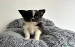 Pomchi perros en venta: Pomchi - Imagen 3