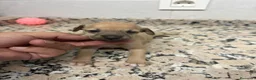 Pequeño Lebrel Italiano perros en venta: galgo italiano - Anuncio 3