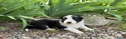 Border Collie perros en venta: 🐾 Border Collie tranquilos y equilibrados 🐾 - Anuncio 4