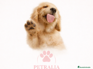 Bichón Maltés perros Preciosos Bichon Maltes - Anuncio 22