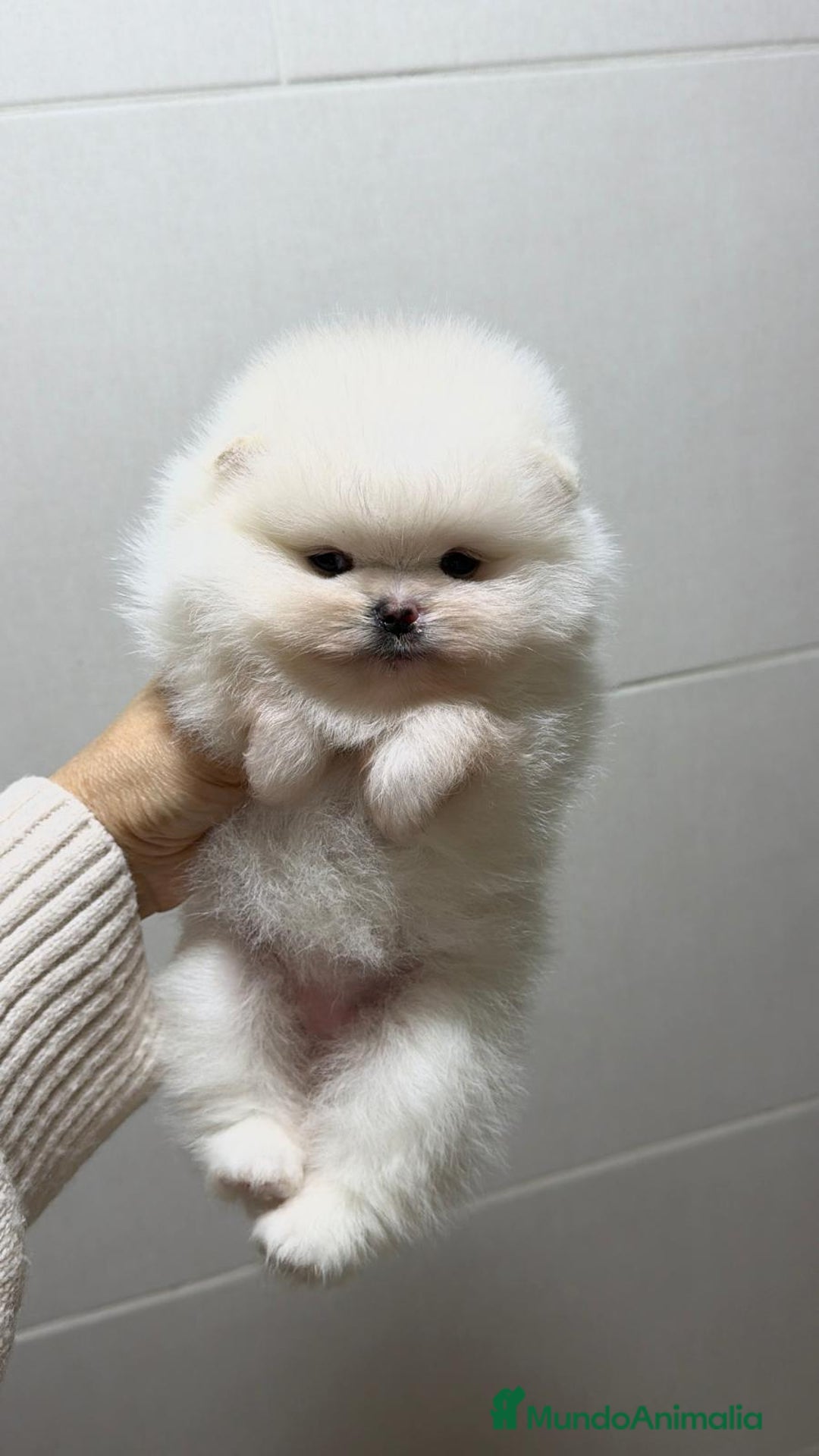 Pomerania perros en venta: Hembra Pomerania  - Anuncio 3