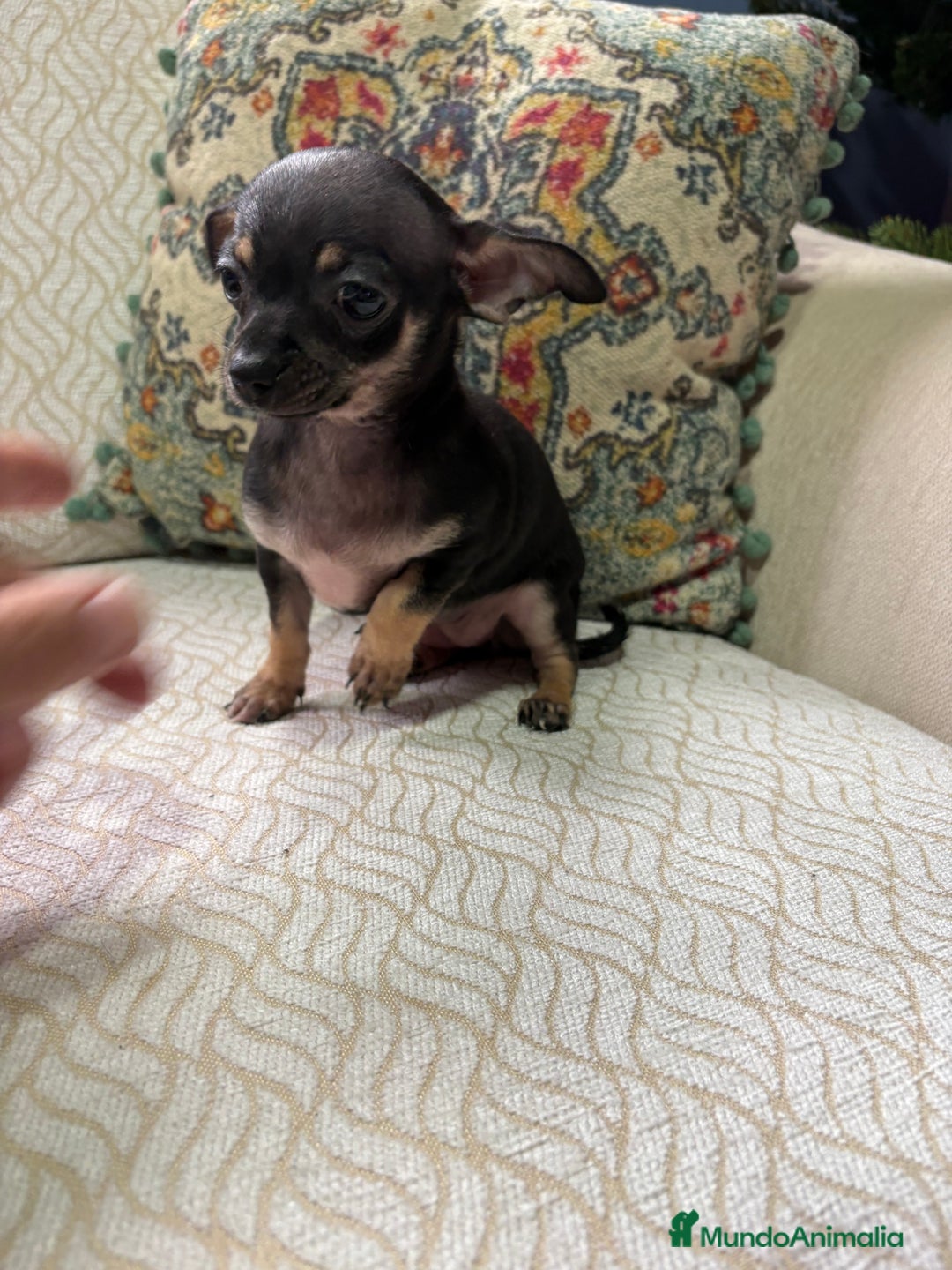 Chihuahua perros en venta: Chihuahua Toy hembra negro - Anuncio 13