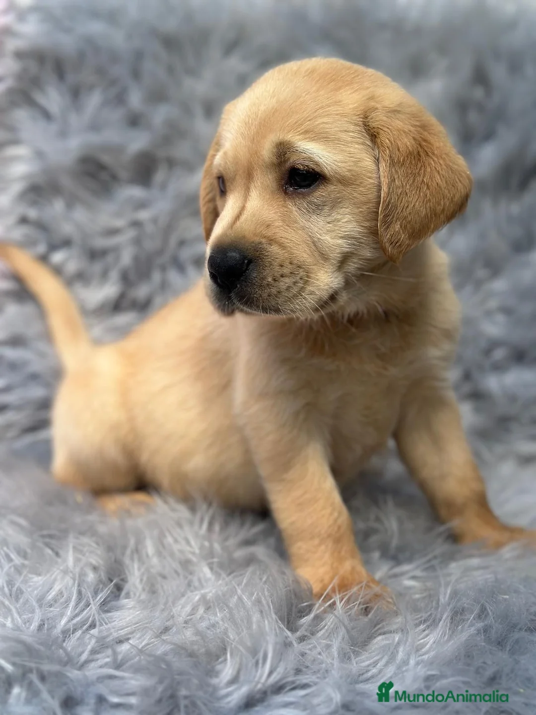 Labrador Retriever perros en venta: Labrador - Anuncio 4