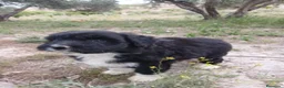 Perro de Agua Español perros en venta: 🐾 CACHORROS DE PERRO DE AGUA ESPAÑOL 🐾 - Anuncio 20