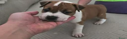 American Staffordshire-Terrier perros en venta: American Staffordshire Terrier  - Anuncio 5