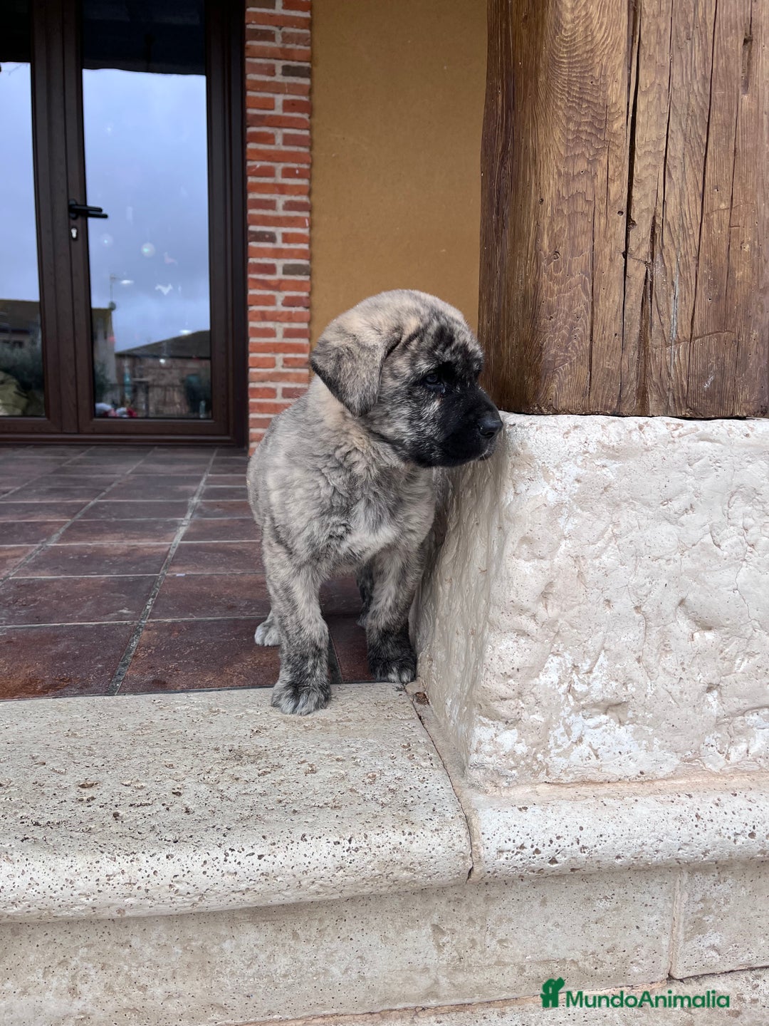 Mastín Español perros en venta: Precioso Mastin  - Anuncio 3