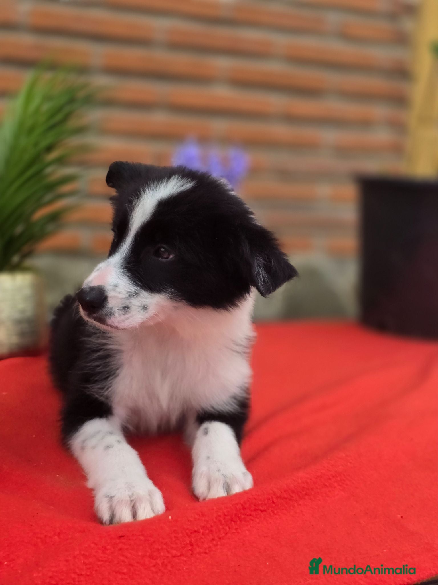 Border Collie perros Border collie. Precio real - Anuncio 1