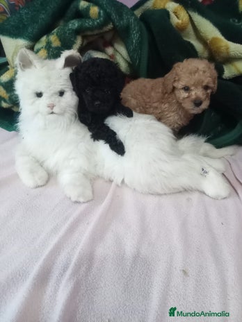 Caniche Toy perros en Málaga - Anuncio 13