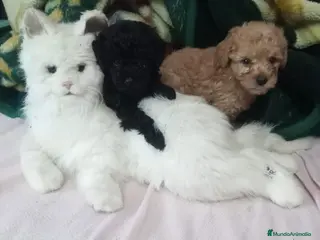 Caniche Toy perros Caniches 603574813 - Anuncio 5