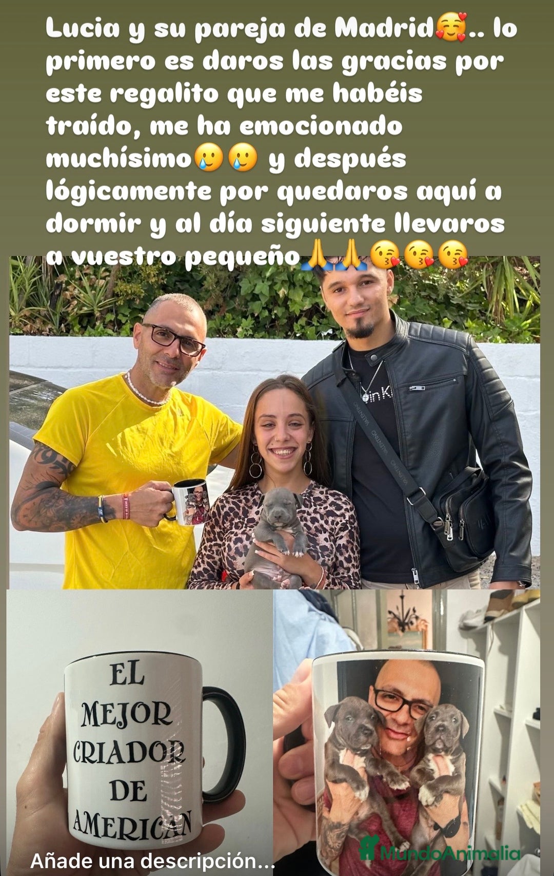 American Staffordshire-Terrier perros en venta: American Stanford (transparencia) - Anuncio 6