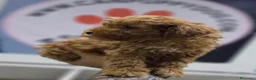 Raza Mixta perros en venta: CANICHE MACHO INIGUALABLES - Anuncio 2