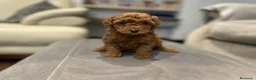 Caniche Toy perros en venta: caniche toy rojo en Zaragoza - Anuncio 3