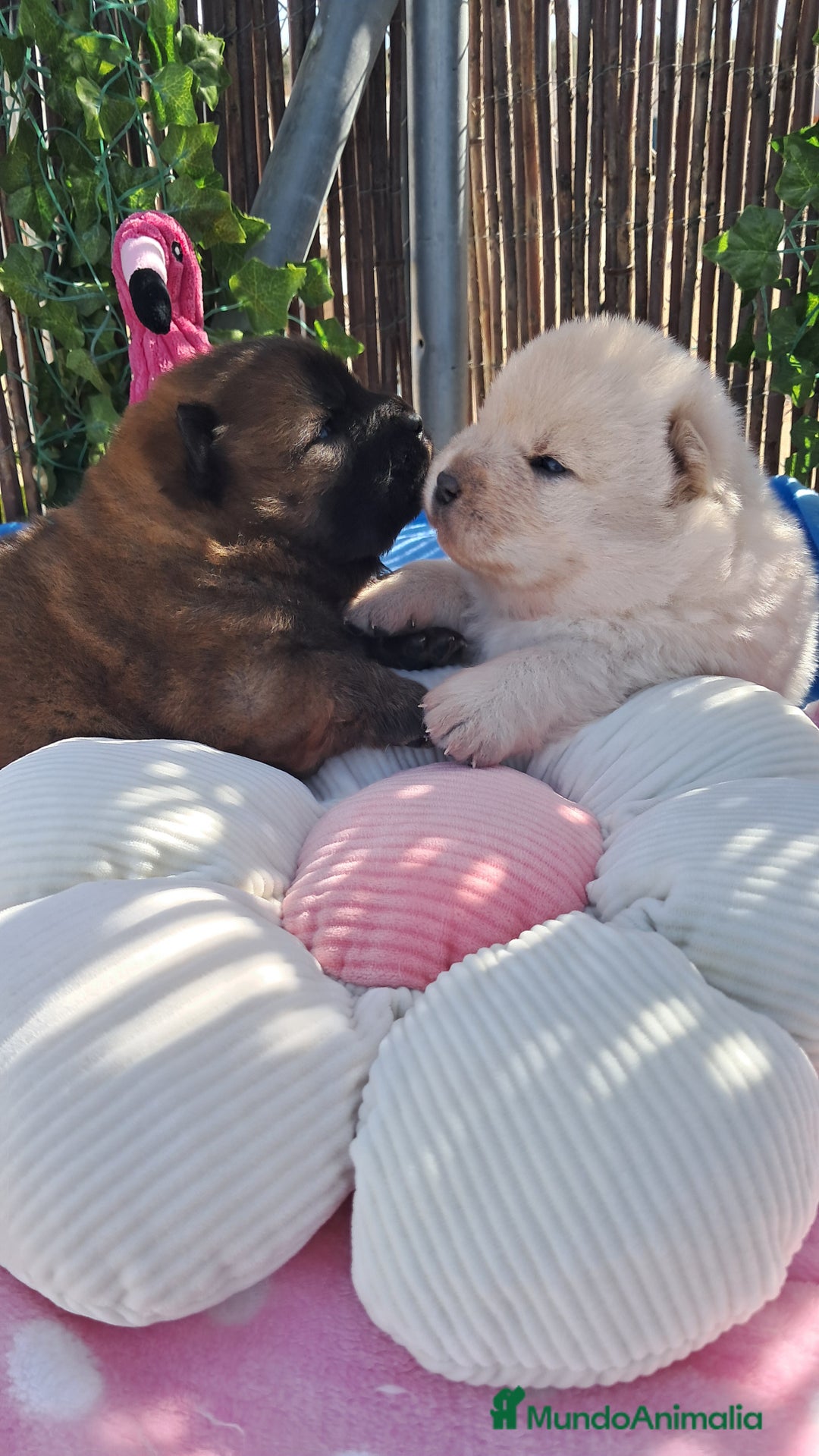 Chow Chow perros en venta: Bebes chow chow /lengua azul  - Imagen 1