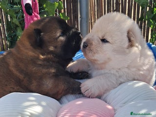 Chow Chow perros - Anuncio 2