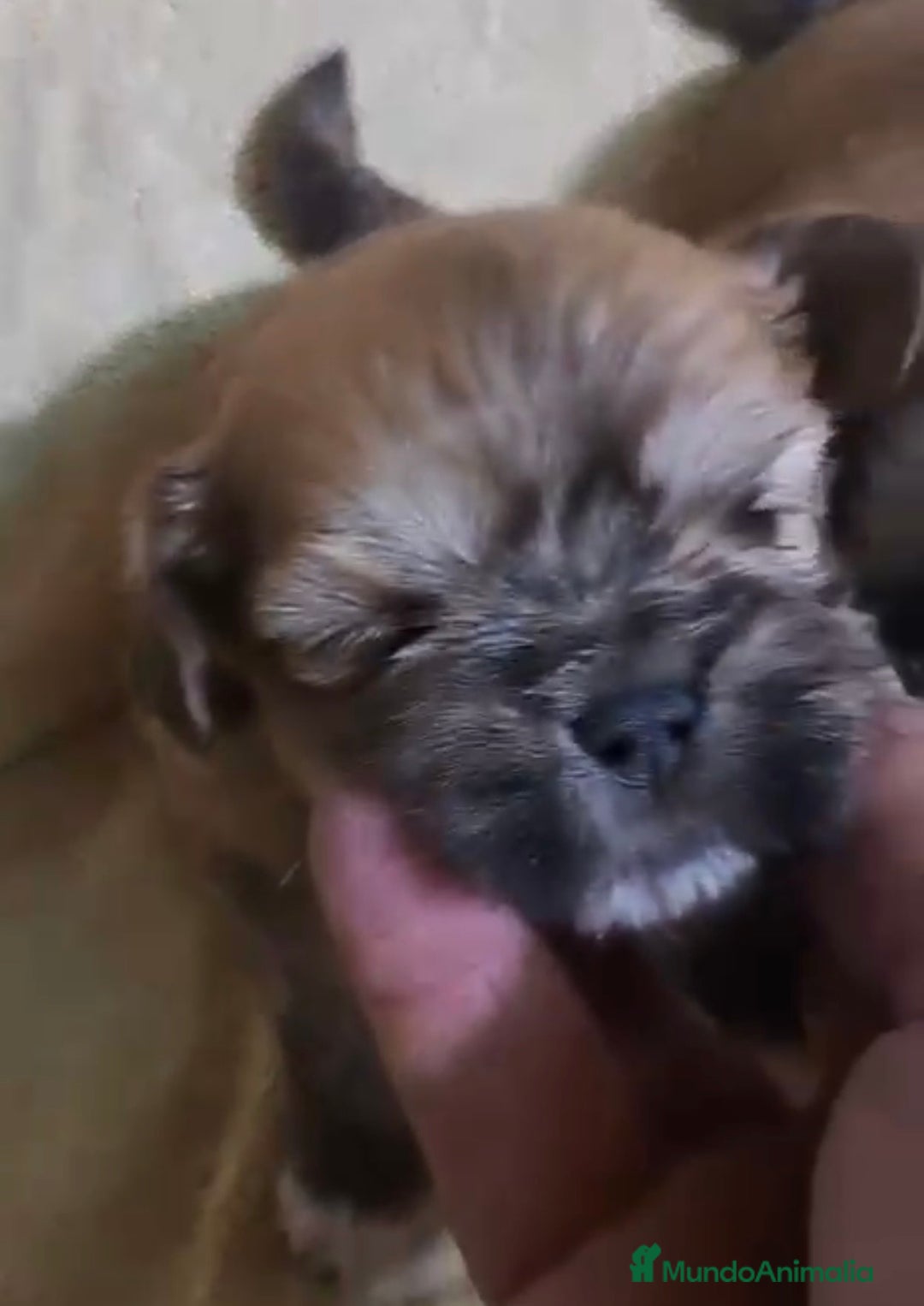 Shih Tzu perros en venta: Shih Tzu cachorros  - Anuncio 4