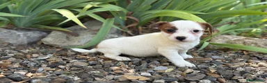 Jack Russell Terrier Cachorro 2