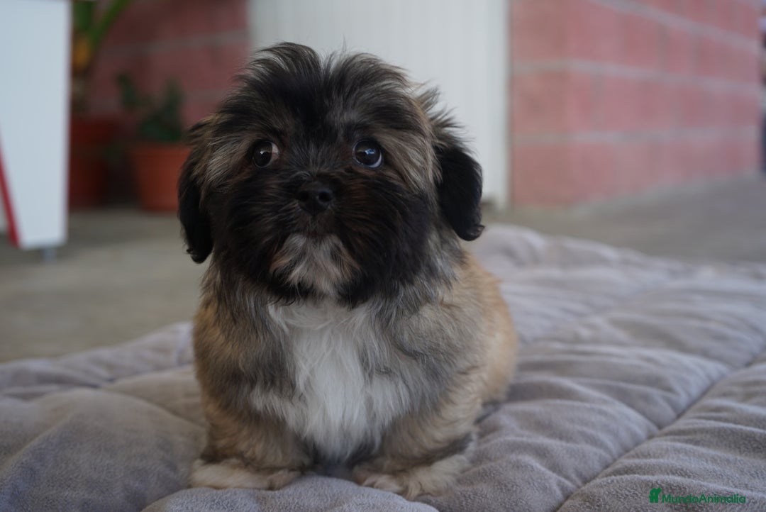 Maltipoo perros en venta: ❄️ Snow y 🎭 Carnival – Maltipoo especiales 🐶 - Imagen 6