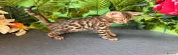 Bengalí gatos en venta: Gato bengali - Anuncio 2