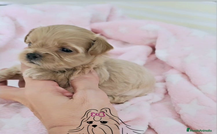 Maltipoo perros - Anuncio 5