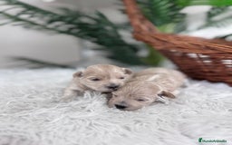 Maltipoo perros en venta: MALTIPOO HEMBRAS - Imagen 16