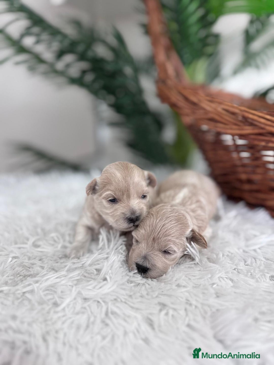 Maltipoo perros en venta: MALTIPOO HEMBRAS - Imagen 16