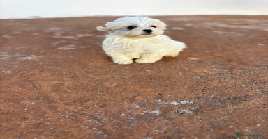 Bichón Maltés perros - Anuncio 6