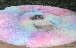 Shih Tzu perros en venta: CACHORROS SHIH TZU - Imagen 2