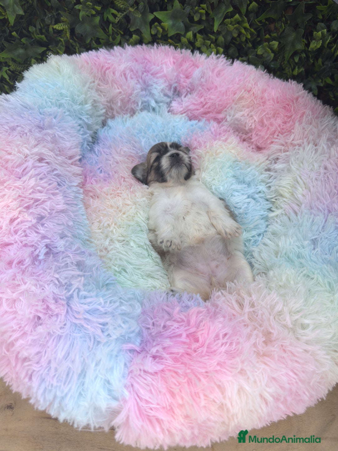 Shih Tzu perros en venta: CACHORROS SHIH TZU - Imagen 2
