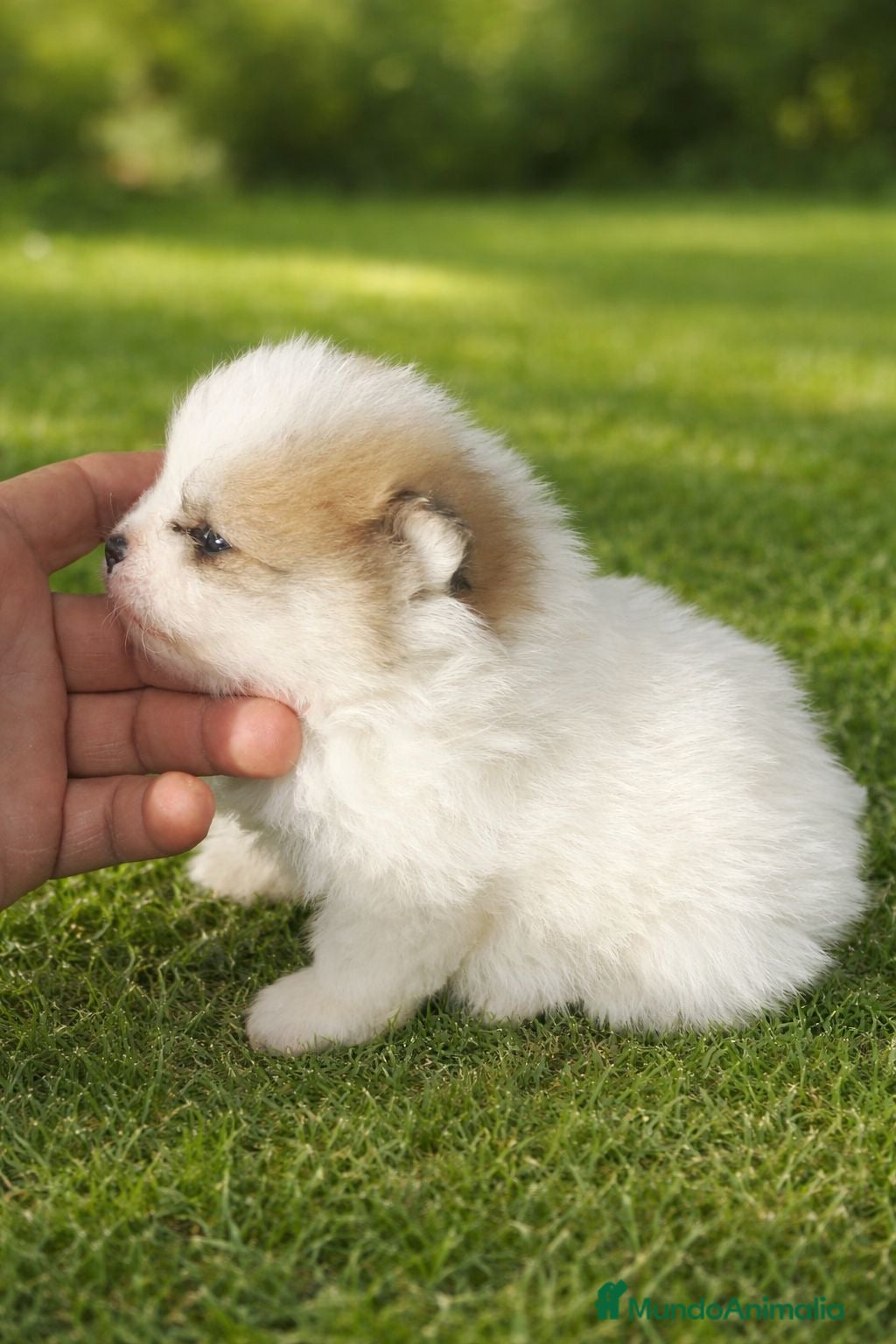 Pomerania perros PRECIOSOS POMERANIAS MINI   - Anuncio 1