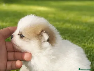 Pomerania perros PRECIOSOS POMERANIAS MINI - Anuncio 18