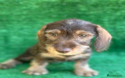 Teckel perros en venta: Teckel  en Madrid - Imagen 1