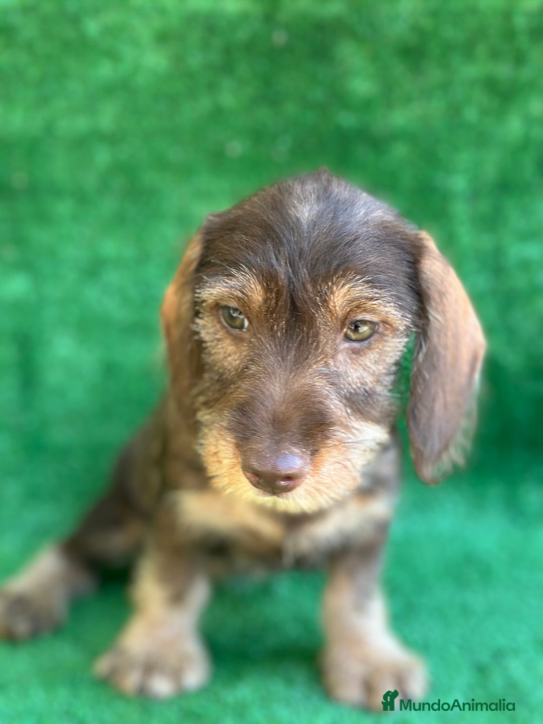 Teckel perros en venta: Teckel  en Madrid - Imagen 1
