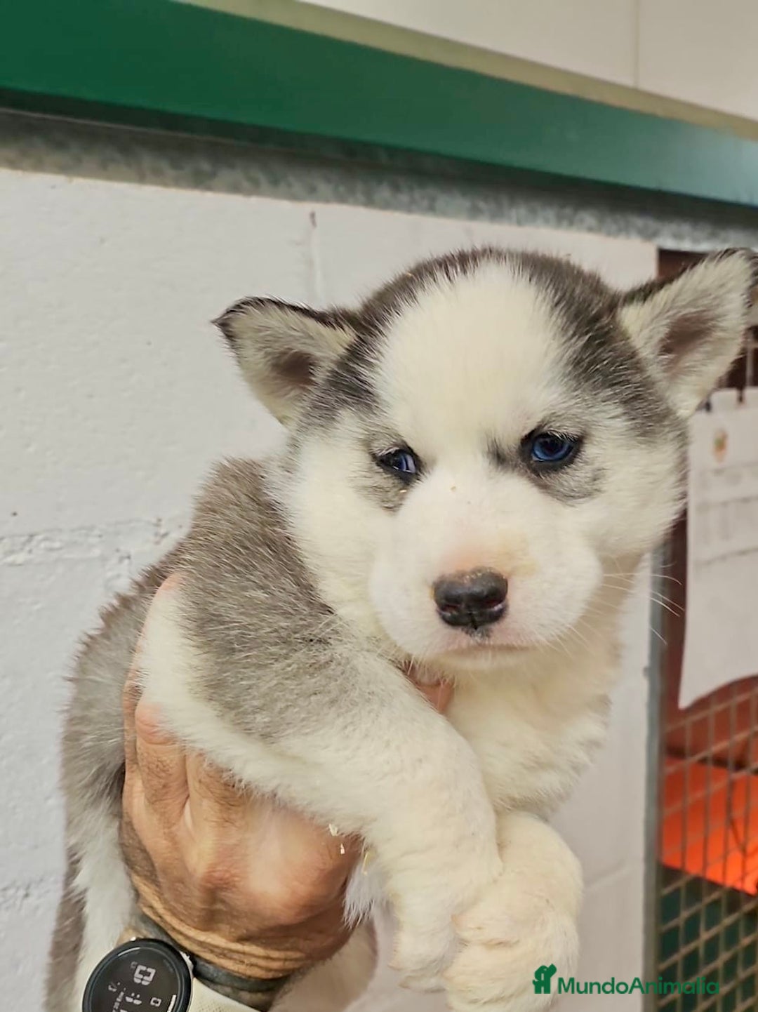 Husky Siberiano perros en venta: CAMADA DE HUSKY SIBERIANO - Anuncio 6